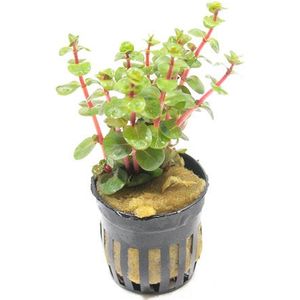 Moerings Rotala Orange Juice | Ronde Rotala | in 5 cm pot