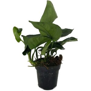 Moerings Anubias Barteri moederplant | Speerblad | in 9CM pot P9 Pot