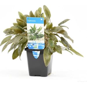 Moerings Cryptocoryne Mix in 9CM pot P9 Pot