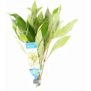 Moerings Hygrophila angustifolia in bos met loodje Waterplant