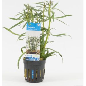 Moerings Eustralis stellata Grof | Grof Naaldgras | in 5 cm pot