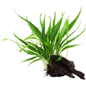 Moerings Driftwood met icrosorum pteropus | Medium Waterplant