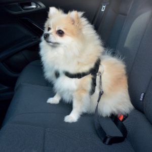 Honden veiligheidsharnas + gordel voor in auto maat S