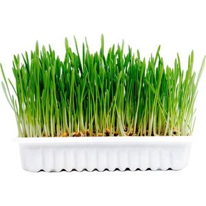 Konijnen- & knaagdierengras kit 70g - 17,5x13x3cm