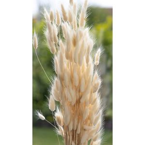 Droogbloemen - Lagurus Ovatus - Hazenstaart - Crème - 70cm - 100g - Perfect voor Boeketten, Decoratie, Doopsuiker, Huwelijk & Verjaardagen - Duurzaam en Stijlvol Bloemenarrangement - Kleurrijk - Boeket - Vaas - Krans - Versiering