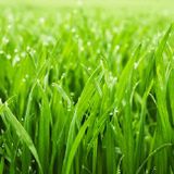Herbex - Ideale Bestrijdingsmiddel Tegen Onkrui - Grassen en Mossen - Concentraat - Herbcicide