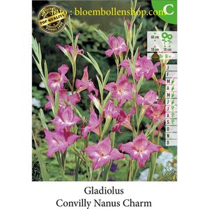 30 bollen  CONVILLY NANUS CHARM