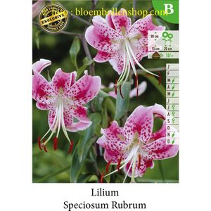 3 bollen LELIES SPECIOSUM RUBRUM