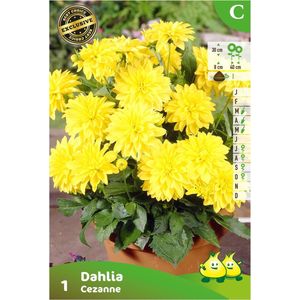 3 knollen DECORATIEF BORDER DAHLIA GALLERY CEZANNE