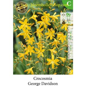 15 bollen CROCOSMIAS GEORGE DAVISON