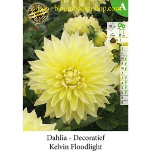 3 knollen DECORATIEF DAHLIA KELVIN FLOODLIGHT