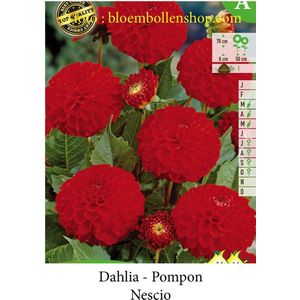 3 knollen DAHLIA POMPOM DAHLIA NESCIO