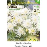 3 knollen BORDER DAHLIA CACTUS WIT