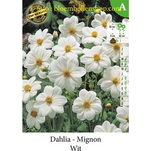 3 knollen DAHLIA MIGNON DAHLIA WIT