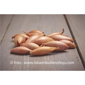 PLANTSJALOT LONGOR - CUISSE DE POULET 500 GR - sjalot - échalote - shallot