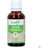 Herbalgem - Vijgenboom Maceraat - Druppels - Bio - 30ml