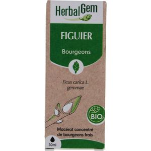 HERBALGEM - Moedermakeraat - Biologische Vijgenboom - Voedingssupplement Gemmotherapie Concentraat - Verse Knop Extract - Voor Spijsvertering - Veganistisch - 30 ml