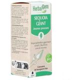 Sequoia - Hout - Fytotherapie