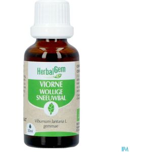 Sneeuwbal - Viburnum - Struik - Luchtig - Ademhalingscomfort