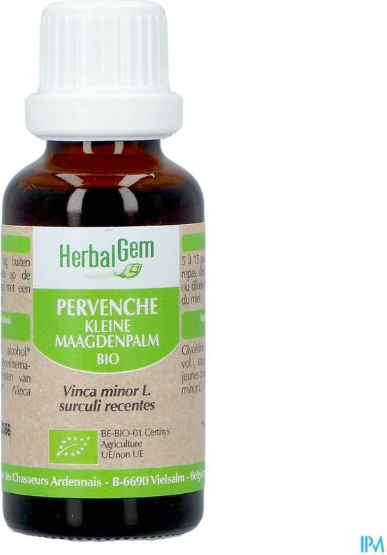 Ginseng - Maagdenpalm - Vaste Plant - Groenblijvend - Ondersteunt Geheugen