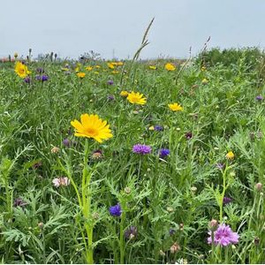 Butterfly - Veldbloemen Zaden Wilde Bloemen - 100 gram - 50 vierkante meter - Meerjarig