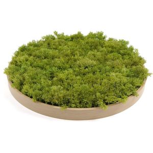 Jivana Moscirkel - MOSS Lime Green - 50 cm diameter met kader in hout look - Wanddecoratie voor binnen | muurdecoratie voor buiten
