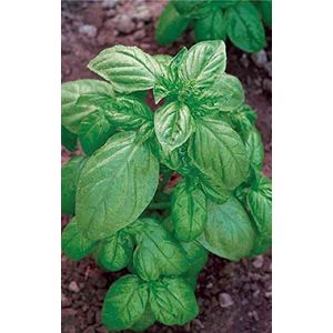 Germisem EC1101 Genovese Basilicum Zaden 4 g