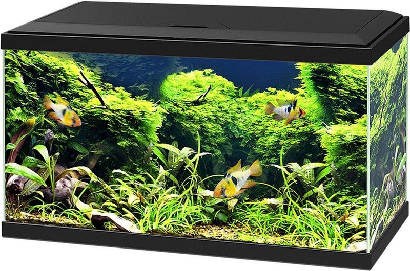 Ciano Aquarium 60 Led Cf80 60x30x34 cm - Aquaria - Zwart - 58L