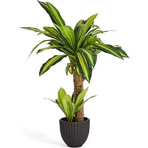 4Ever Green Kunstmatige realistische Dracaena Dragon Plant Dracena Boom Fake Tall Plant voor Thuis Kamer Indoor Outdoor Decoratie in Plastic Pot, 75 cm