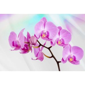Flowers  Orchids Photo Wallcovering