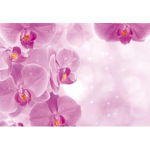 Flowers Orchids Photo Wallcovering