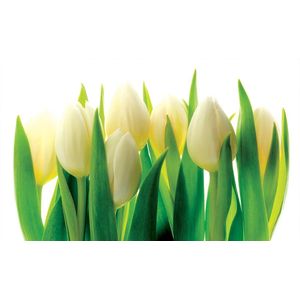 Flowers Tulips Nature Photo Wallcovering
