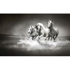 Unicorns Horses Black White Photo Wallcovering