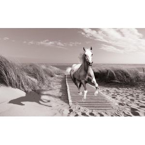 White Horse Beach Grey Photo Wallcovering