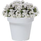 Basic plantenpot/bloempot kunststof dia 16/hoogte parel wit voor binnen/buiten