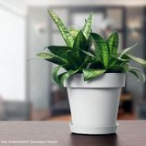 Basic plantenpot/bloempot kunststof dia 16/hoogte parel wit voor binnen/buiten