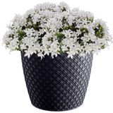 Prosperplast - Plantenpot - Antraciet - Diameter 22 cm - Hoogte 19 cm - Kunststof