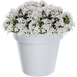 Bloempot/ plantenpot - wit - 60 cm - kunststof - binnen/ buiten