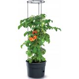 Prosperplast Tomatenpot, tomatengroei, van kunststof, antraciet, 39,2 (l) x 39,2 (b) x 31,5-153 (h) cm