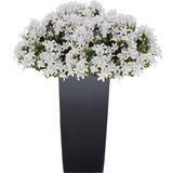 Prosperplast bloempot/plantenpot Urbi met binnenpot antraciet 19 x Kunststof