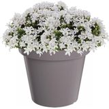 Prosperplast - Bloempot - Steengrijs - D60 x H52 cm - Kunststof