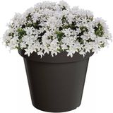 Bloempot - Antraciet - D58 x H52 cm - Kunststof - Voor Binnen en Buiten - Decoratie