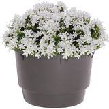 1x Stuks kunststof binnenpotten/inzetbakken met handvat voor bloempotten/plantenpotten 40 liter