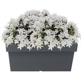 Prosperplast - Plantenbak - Grijs - Kunststof - 79 x 35 x 33 cm