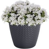 5x Blumentopf ""Splofy"" ø19 x H16cm Strick-Optik Pflanzenk&#252;bel