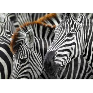 Zebras Puzzel (1000 stukjes)