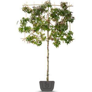 Liquidambar styraciflua | amberboom als leiboom | Stamomtrek: 6-8 cm | Stamhoogte: 150 cm | Rek: 120 cm