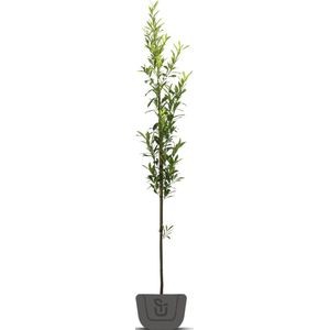 Laurier boom | hoogstam | Stamomtrek: 8-10 cm