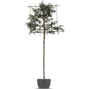 Portugese laurier als leiboom | Prunus lusitanica Angustifolia | Stamomtrek: 8-10 cm | Stamhoogte: 100 cm | Rek: 120 cm