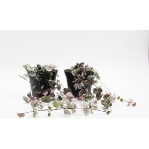 Ikhebeencactus | Ceropegia Woodii variegata | Variegata String of hearts | Chinees lantaarn | hangplant | 2 stuks | 8cm pot